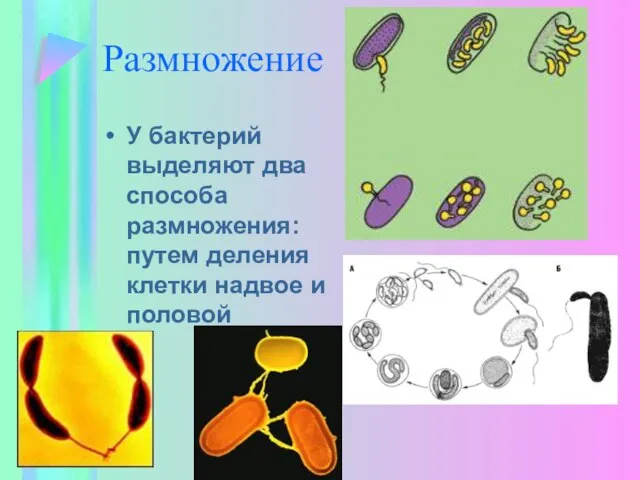 Размножение У бактерий выделяют два способа размножения: путем деления клетки надвое и половой