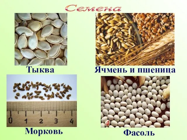 Тыква Ячмень и пшеница Морковь Фасоль Семена