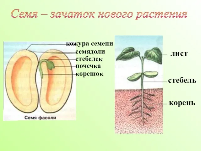 Семя – зачаток нового растения лист стебель корень кожура семени семядоли стебелек почечка корешок