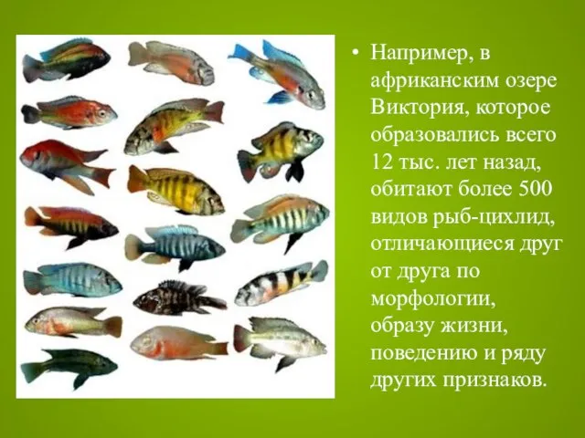 Например, в африканским озере Виктория, которое образовались всего 12 тыс. лет назад,