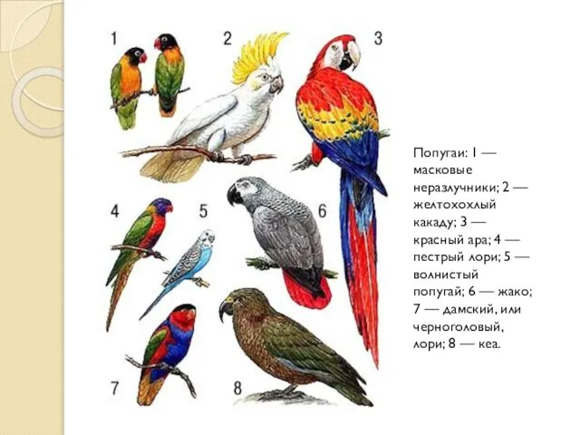 Попугаи: 1 — масковые неразлучники; 2 — желтохохлый какаду; 3 — красный