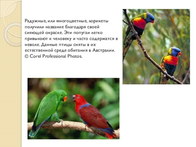 Радужные, или многоцветные, лорикеты получили название благодаря своей сияющей окраске. Эти попугаи