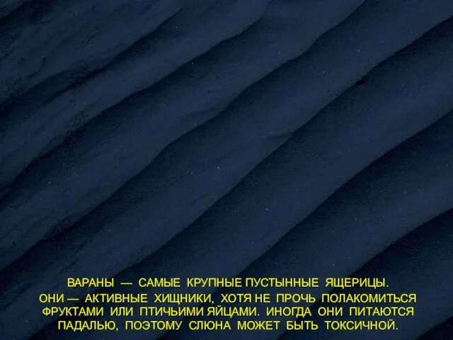 ВАРАНЫ — САМЫЕ КРУПНЫЕ ПУСТЫННЫЕ ЯЩЕРИЦЫ. ОНИ — АКТИВНЫЕ ХИЩНИКИ, ХОТЯ НЕ