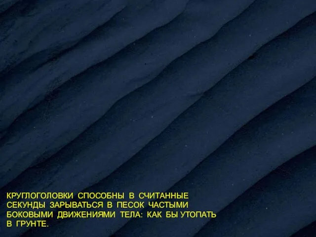 КРУГЛОГОЛОВКИ СПОСОБНЫ В СЧИТАННЫЕ СЕКУНДЫ ЗАРЫВАТЬСЯ В ПЕСОК ЧАСТЫМИ БОКОВЫМИ ДВИЖЕНИЯМИ ТЕЛА: