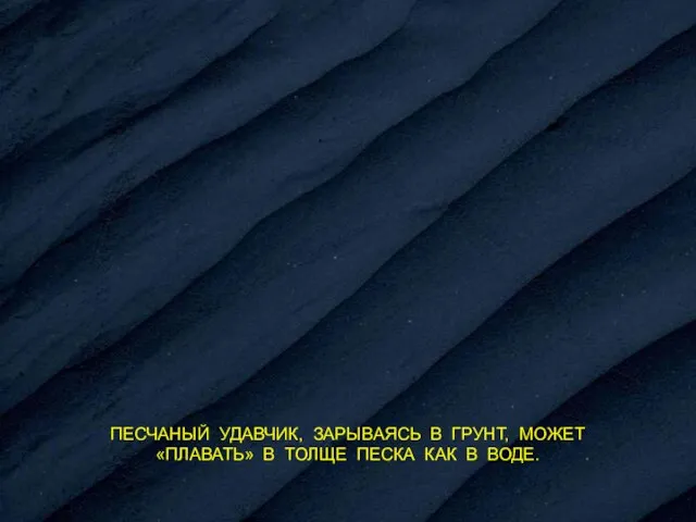 ПЕСЧАНЫЙ УДАВЧИК, ЗАРЫВАЯСЬ В ГРУНТ, МОЖЕТ «ПЛАВАТЬ» В ТОЛЩЕ ПЕСКА КАК В ВОДЕ.