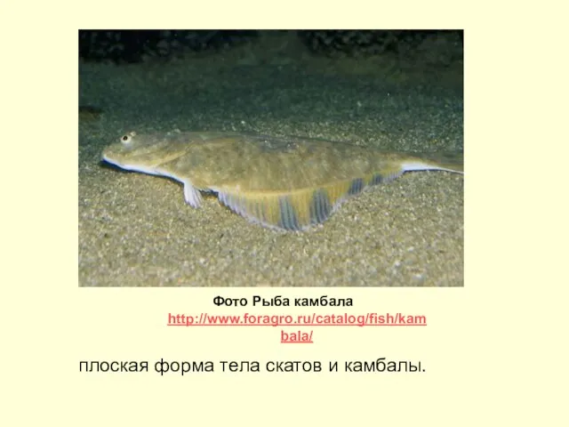 плоская форма тела скатов и камбалы. Фото Рыба камбала http://www.foragro.ru/catalog/fish/kambala/