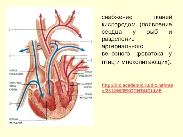 снабжение тканей кислородом (появление сердца у рыб и разделение артериального и венозного