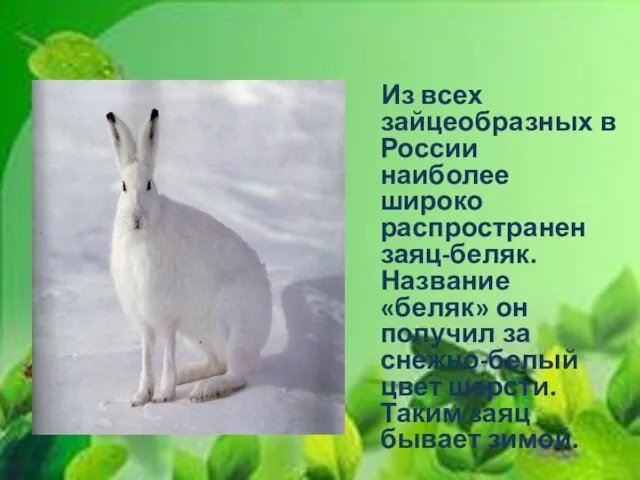 Из всех зайцеобразных в России наиболее широко распространен заяц-беляк. Название «беляк» он