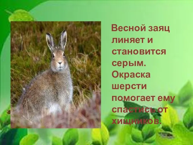 Весной заяц линяет и становится серым. Окраска шерсти помогает ему спастись от хищников.