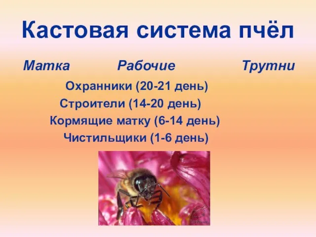 Кастовая система пчёл Матка Рабочие Трутни Охранники (20-21 день) Строители (14-20 день)