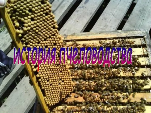 история пчеловодства