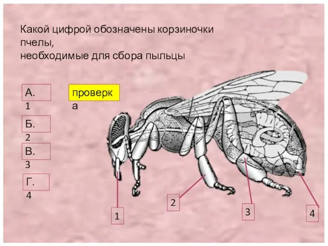 Какой цифрой обозначены корзиночки пчелы, необходимые для сбора пыльцы 1 2 3