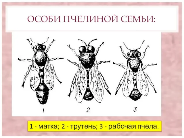 ОСОБИ ПЧЕЛИНОЙ СЕМЬИ: 1 - матка; 2 - трутень; 3 - рабочая пчела.