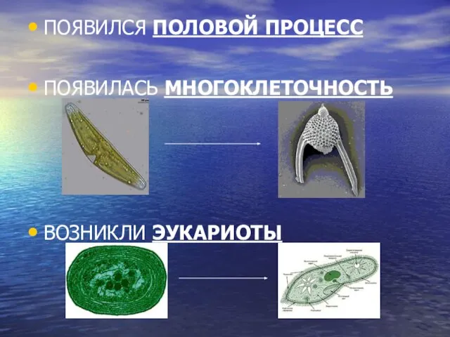 ПОЯВИЛСЯ ПОЛОВОЙ ПРОЦЕСС ПОЯВИЛАСЬ МНОГОКЛЕТОЧНОСТЬ ВОЗНИКЛИ ЭУКАРИОТЫ