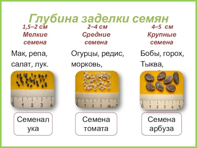 Глубина заделки семян 1,5–2 см Мелкие семена Мак, репа, салат, лук. 2–4