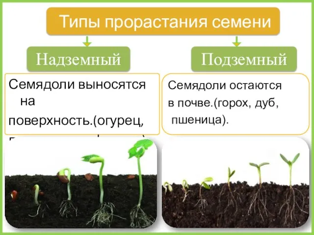 Семядоли выносятся на поверхность.(огурец, лук, капуста, фасоль). Типы прорастания семени Подземный Надземный