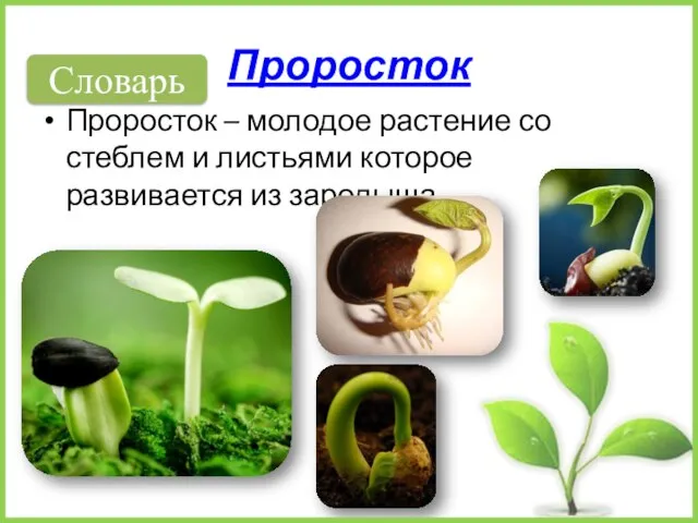 Проросток Проросток – молодое растение со стеблем и листьями которое развивается из зародыша. Словарь