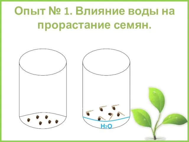 Опыт № 1. Влияние воды на прорастание семян. Н2О