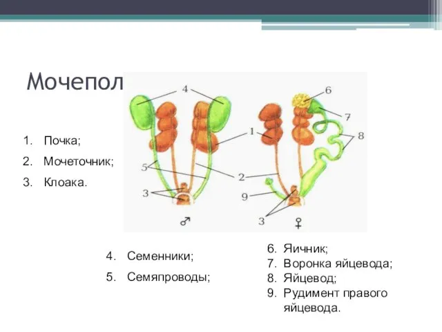 Мочеполовая система птиц Почка; Мочеточник; Клоака. Семенники; Семяпроводы; 6. Яичник; 7. Воронка