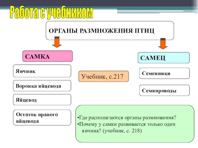 ОРГАНЫ РАЗМНОЖЕНИЯ ПТИЦ САМКА САМЕЦ Работа с учебником Яичник Семенники Учебник, с.217