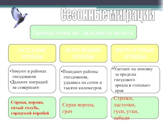 Сезонные миграции Группы птиц по дальности полета ОСЕДЛЫЕ ПТИЦЫ КОЧУЮЩИЕ ПТИЦЫ ПЕРЕЛЕТНЫЕ