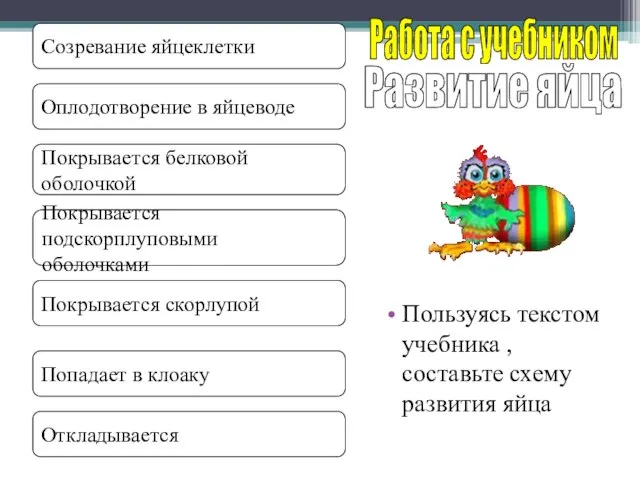 Пользуясь текстом учебника , составьте схему развития яйца Развитие яйца Работа с