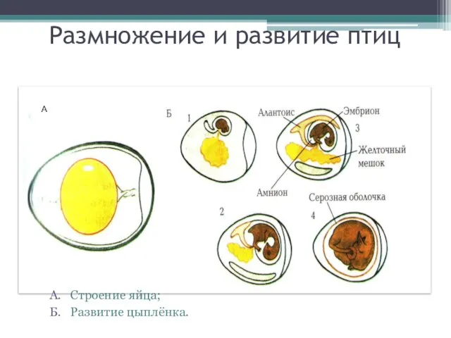 Размножение и развитие птиц А. Строение яйца; Б. Развитие цыплёнка. А