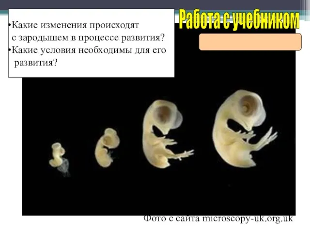 Стадии развития зародыша птицы. Фото с сайта microscopy-uk.org.uk Работа с учебником Какие