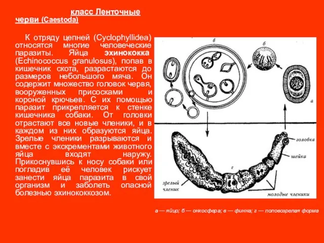 класс Ленточные черви (Caestoda) К отряду цепней (Cyclophyllidea) относятся многие человеческие паразиты.
