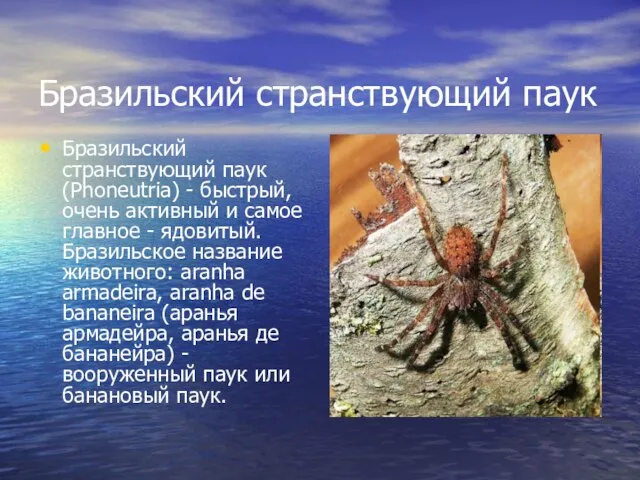 Бразильский странствующий паук Бразильский странствующий паук (Phoneutria) - быстрый, очень активный и