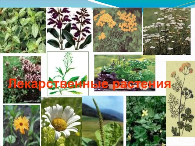 Лекарственные растения