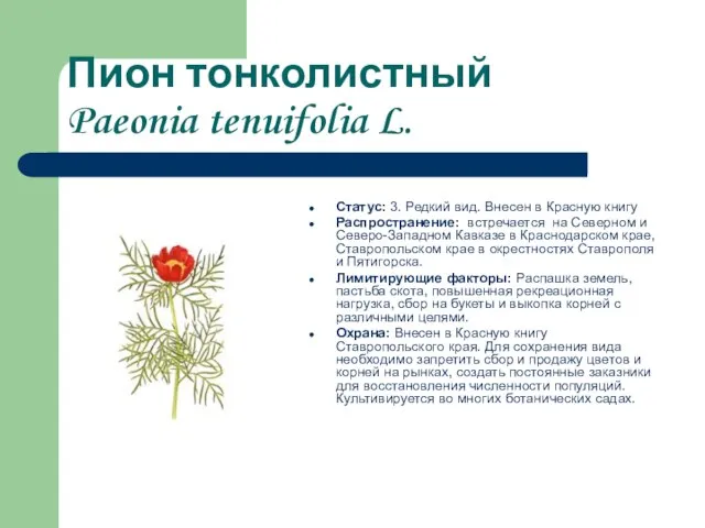 Пион тонколистный Paeonia tenuifolia L. Статус: 3. Редкий вид. Внесен в Красную