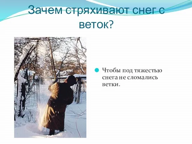 Зачем стряхивают снег с веток? Чтобы под тяжестью снега не сломались ветки.