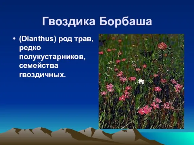 Гвоздика Борбаша (Dianthus) род трав, редко полукустарников, семейства гвоздичных.