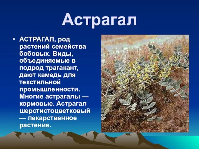 Астрагал АСТРАГАЛ, род растений семейства бобовых. Виды, объединяемые в подрод трагакант, дают