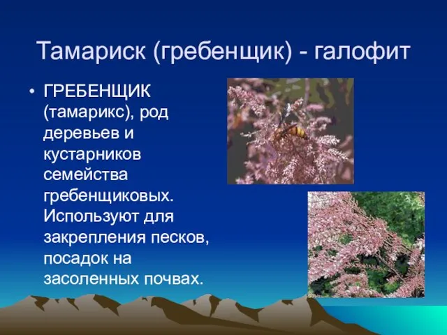 Тамариск (гребенщик) - галофит ГРЕБЕНЩИК (тамарикс), род деревьев и кустарников семейства гребенщиковых.
