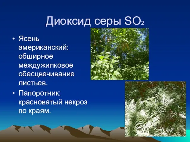 Диоксид серы SO2 Ясень американский: обширное междужилковое обесцвечивание листьев. Папоротник: красноватый некроз по краям.