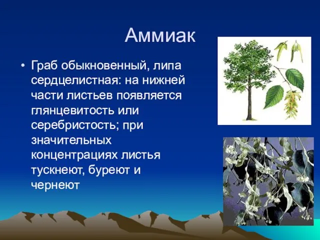 Аммиак Граб обыкновенный, липа сердцелистная: на нижней части листьев появляется глянцевитость или