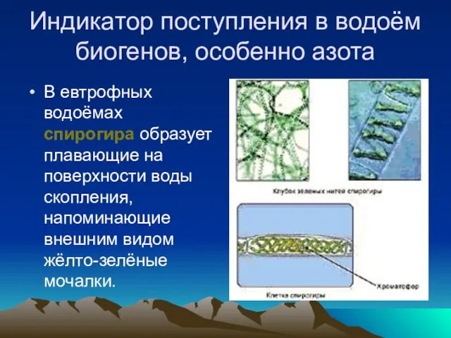 Индикатор поступления в водоём биогенов, особенно азота В евтрофных водоёмах спирогира образует