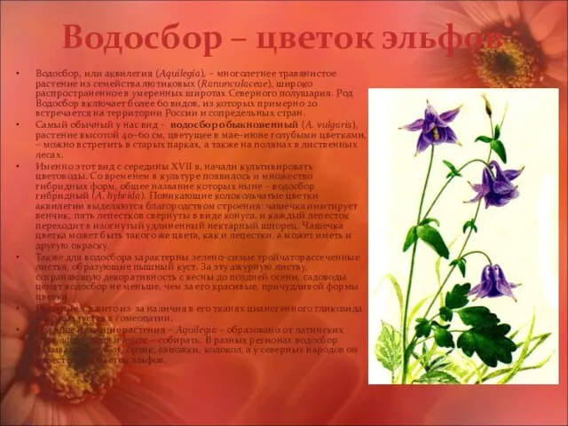 Водосбор – цветок эльфов Водосбор, или аквилегия (Aquilegia), – многолетнее травянистое растение