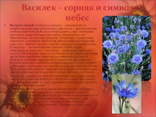 Василек – сорняк и символ небес Василек синий (Centaurea cyanus) – однолетник
