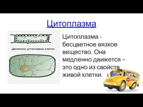 Цитоплазма Цитоплазма -бесцветное вязкое вещество. Она медленно движется – это одно из свойств живой клетки.