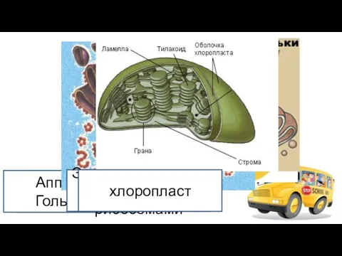 Органоиды митохондрия Аппарат Гольджи Эндоплазматическая сеть с рибосомами хлоропласт