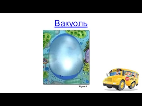 Вакуоль