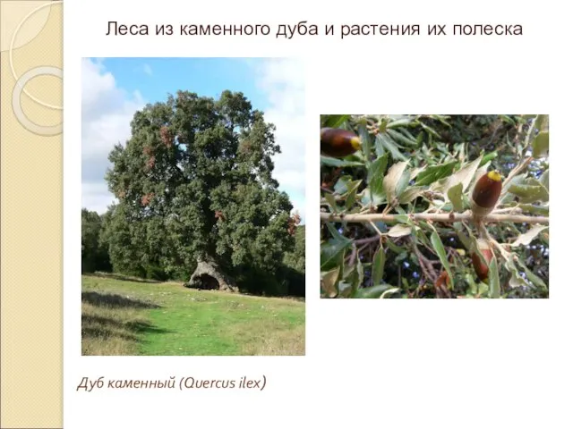Дуб каменный (Quercus ilex) Леса из каменного дуба и растения их полеска