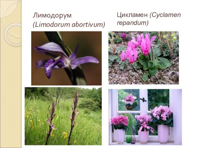 Лимодорум (Limodorum abortivum) Цикламен (Cyclamen repandum)