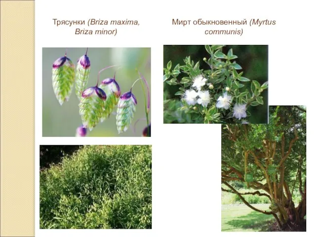 Трясунки (Briza maxima, Briza minor) Мирт обыкновенный (Myrtus communis)