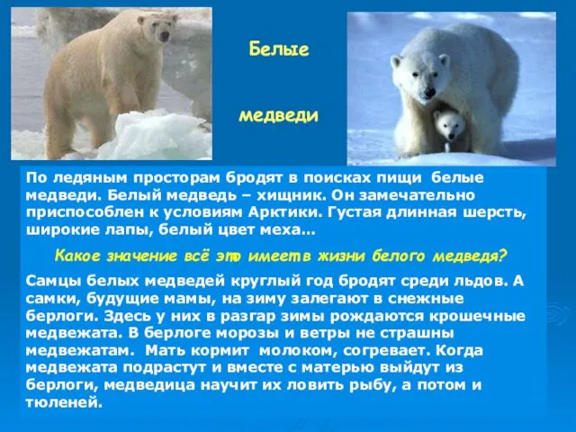 Белые медведи По ледяным просторам бродят в поисках пищи белые медведи. Белый