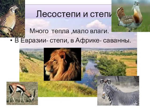 Лесостепи и степи Много тепла ,мало влаги. В Евразии- степи, в Африке- саванны.