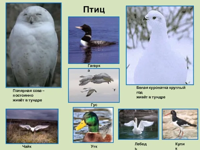 Птицы Полярная сова – постоянно живёт в тундре Белая куропатка круглый год